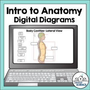 Anatomy Labeling- Body Cavities Digital Diagrams