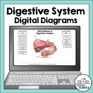 Anatomy Quizzes- Digestive System Digital Diagrams