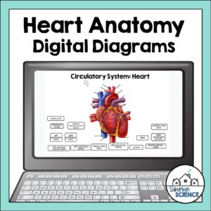 Anatomy Quizzes- Cardiovascular System Digital Diagrams