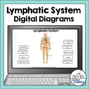 Anatomy Quizzes- Lymphatic System Digital Diagrams