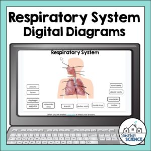 Anatomy Quizzes- Respiratory System Digital Diagrams