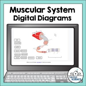 Anatomy Quizzes- Muscular System Digital Diagrams