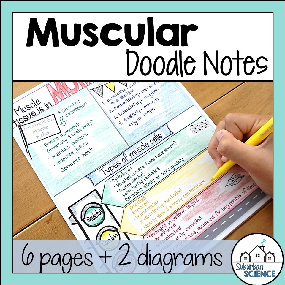 Musclar System Types Muscular System Doodle Notes - Suburban Science