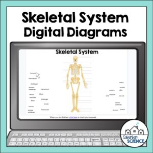 Anatomy Quizzes- Skeletal System Digital Diagrams