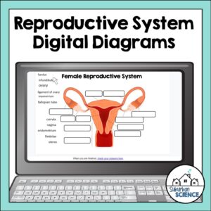 Anatomy Quizzes- Reproductive System Digital Diagrams