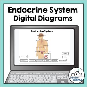 Anatomy Quizzes- Endocrine System Digital Diagrams