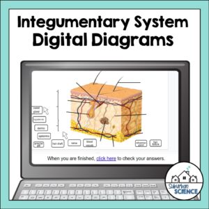 Anatomy Quizzes- Integumentary System Digital Diagrams