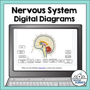 Anatomy Quizzes- Nervous System Digital Diagrams