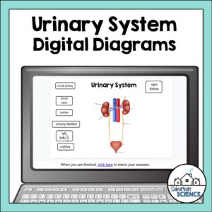 Anatomy Quizzes- Urinary System Digital Diagrams