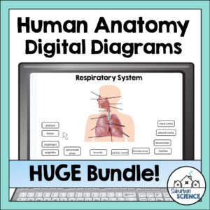 Digital Human Anatomy Quizzes Bundle