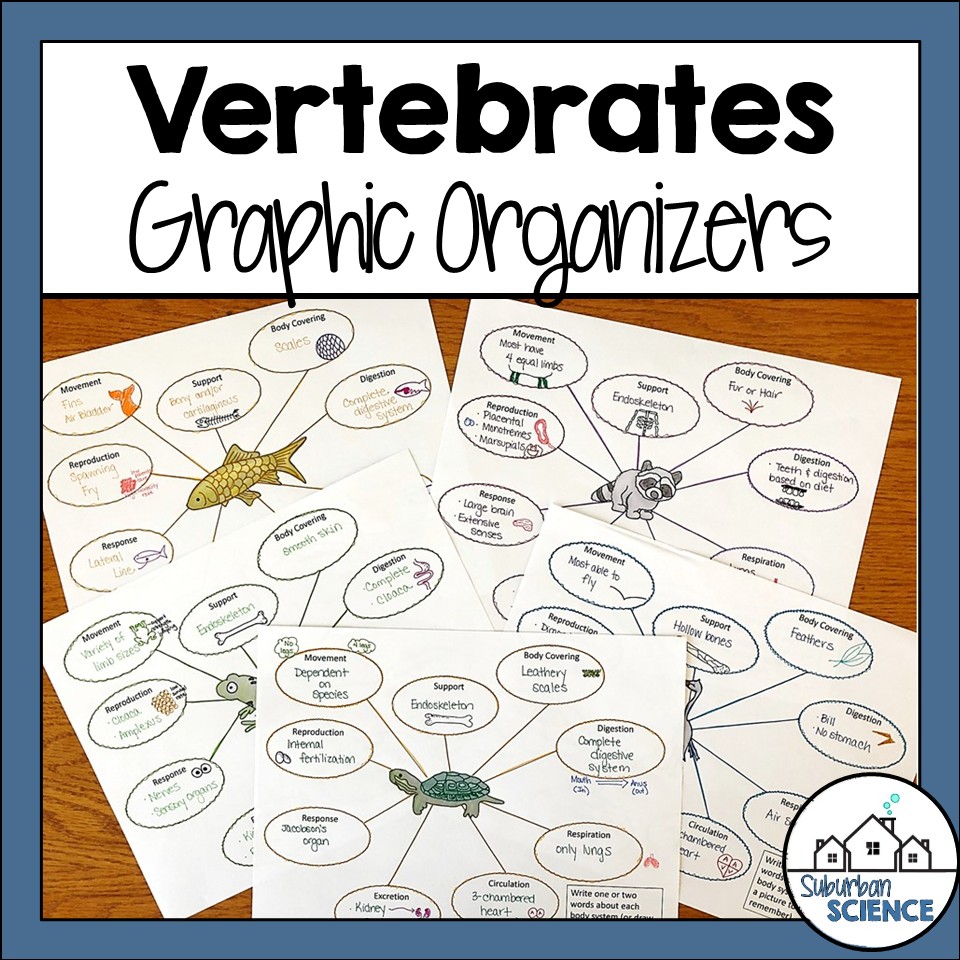 Vertebrate Animals Doodle Notes - Suburban Science